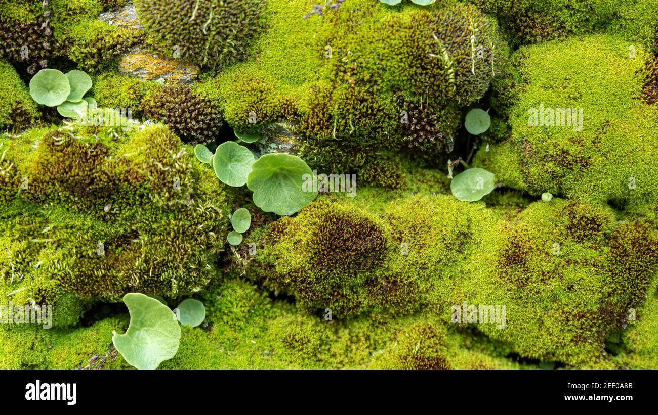 moss-is-used-in-floriculture-and-home-decoration-decaying-moss-of-the-genus-sphagnum-is-used-as-fuel-used-for-horticulture-and-for-smoking-malt-du-2EE0A8B.jpg