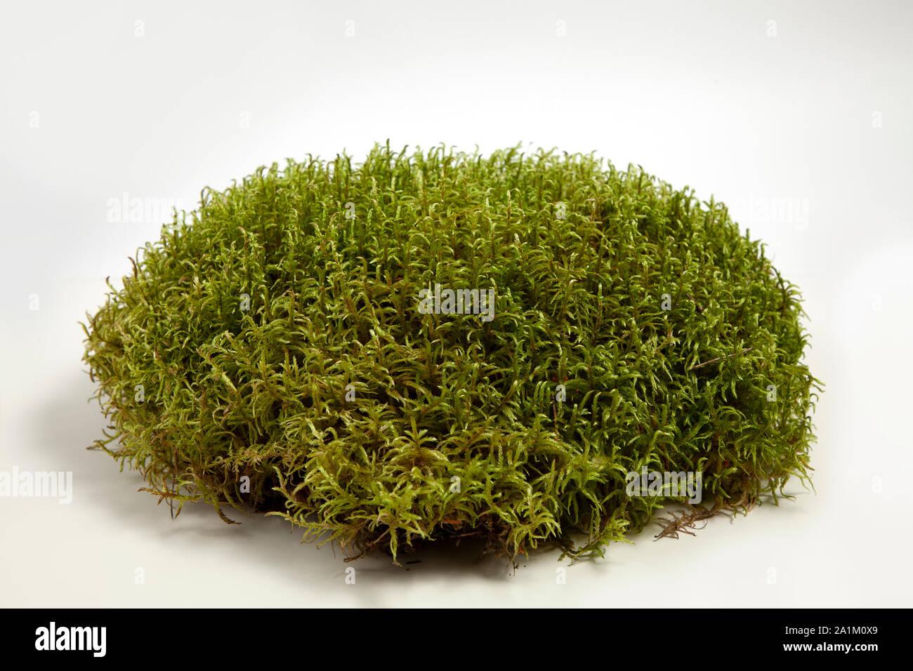 moss-isolated-on-a-white-background-2A1M0X9.jpg