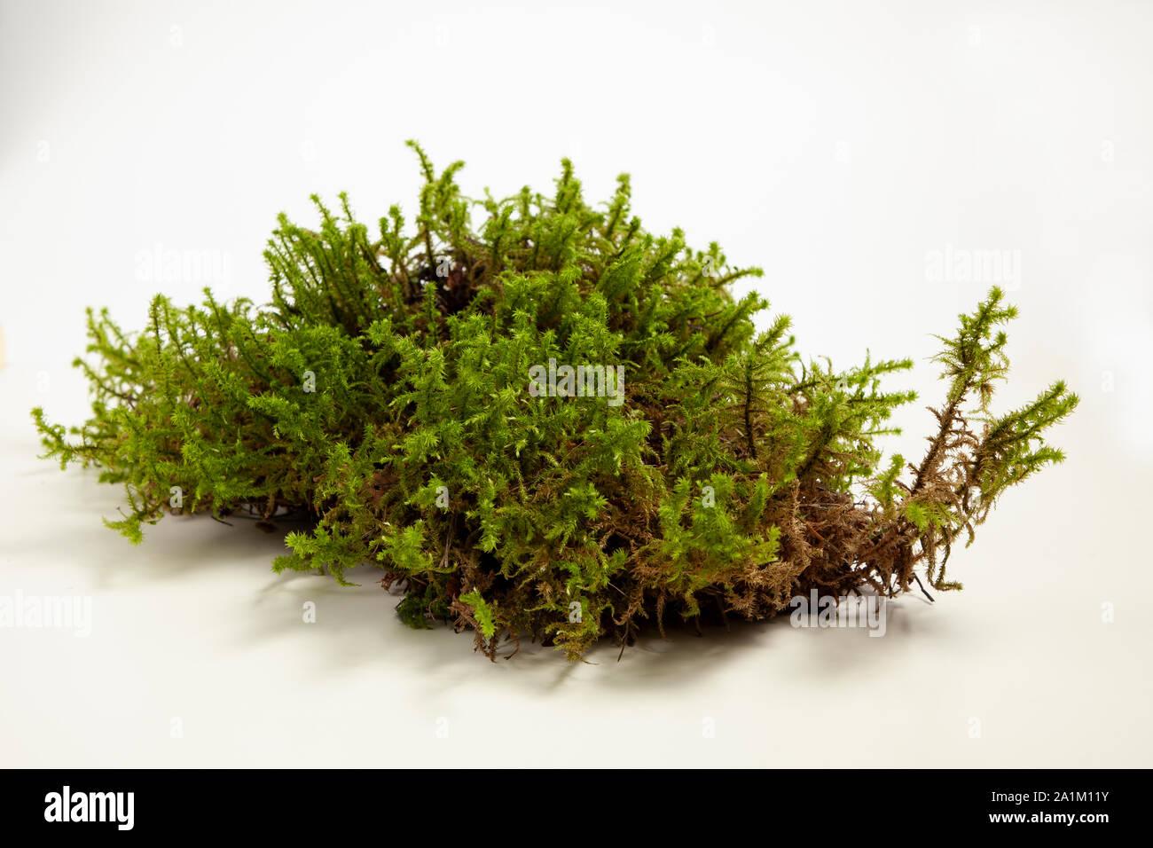 moss-isolated-on-a-white-background-2A1M11Y.jpg