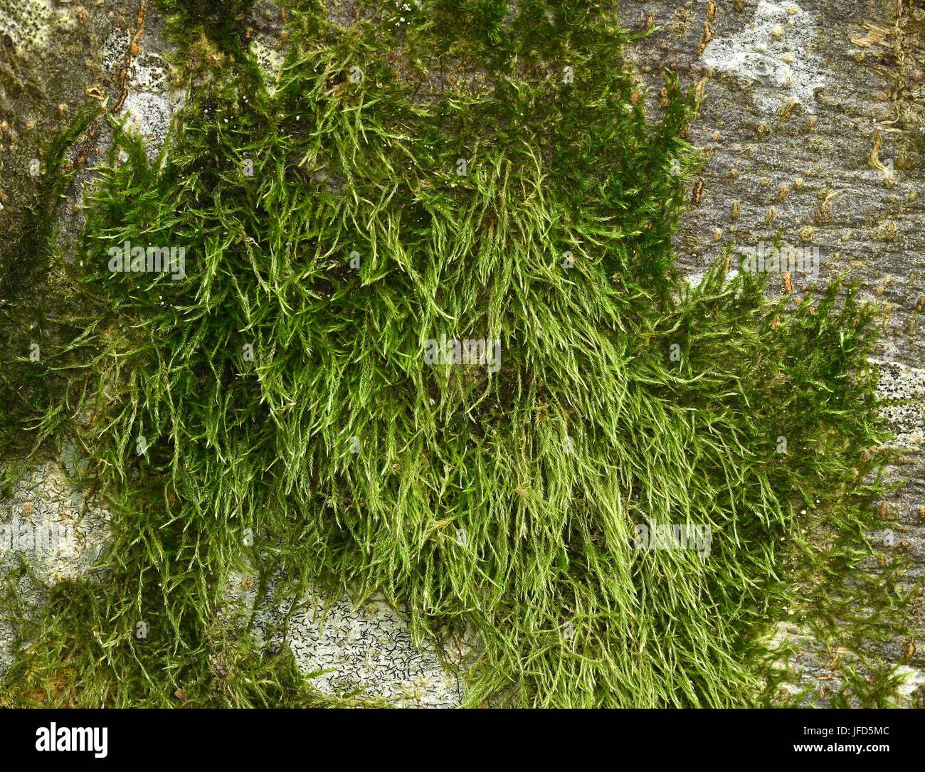 moss-mossy-tree-moss-hypnum-moss-JFD5MC.jpg