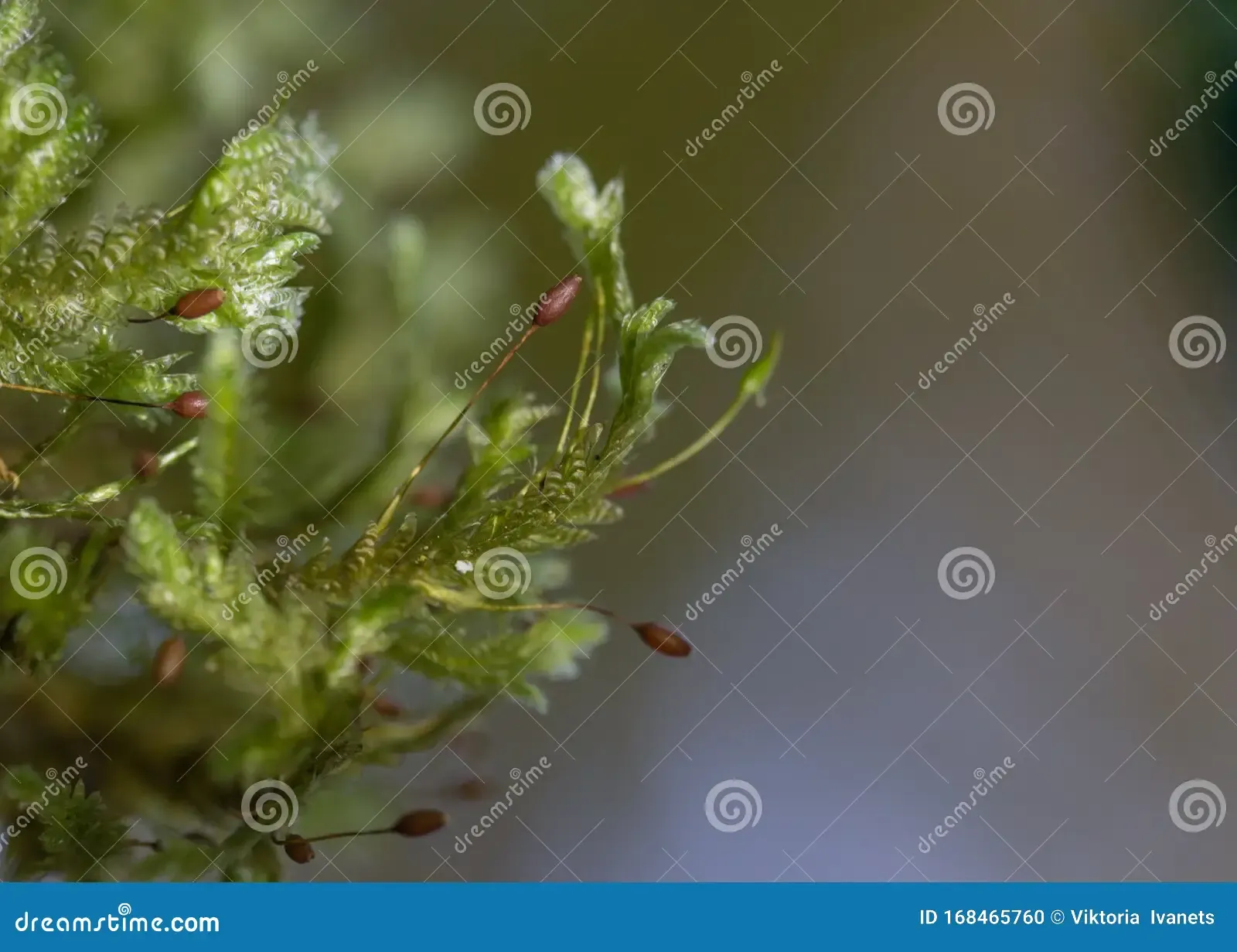 moss-neckera-pumila-old-growth-primary-forest-carpathian-mountains-macro-photo-good-168465760.jpg