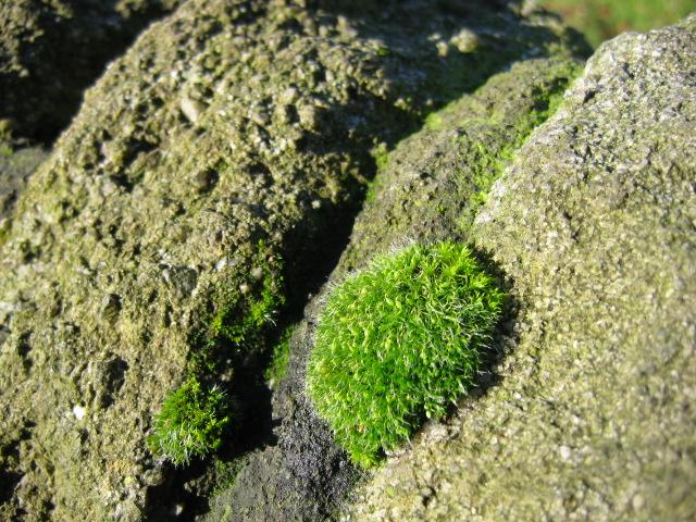 moss-on-a-dry-stone-wall.jpe