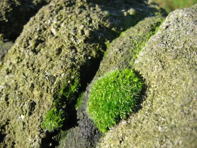 moss-on-a-dry-stone-wall.jpe