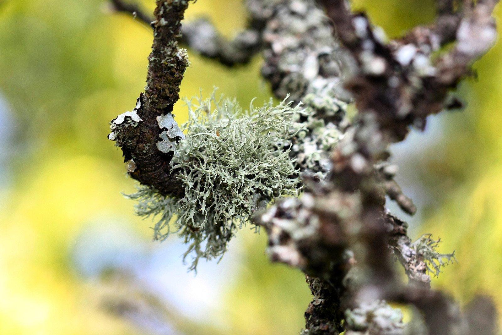 moss-on-a-tree-1340439.jpg