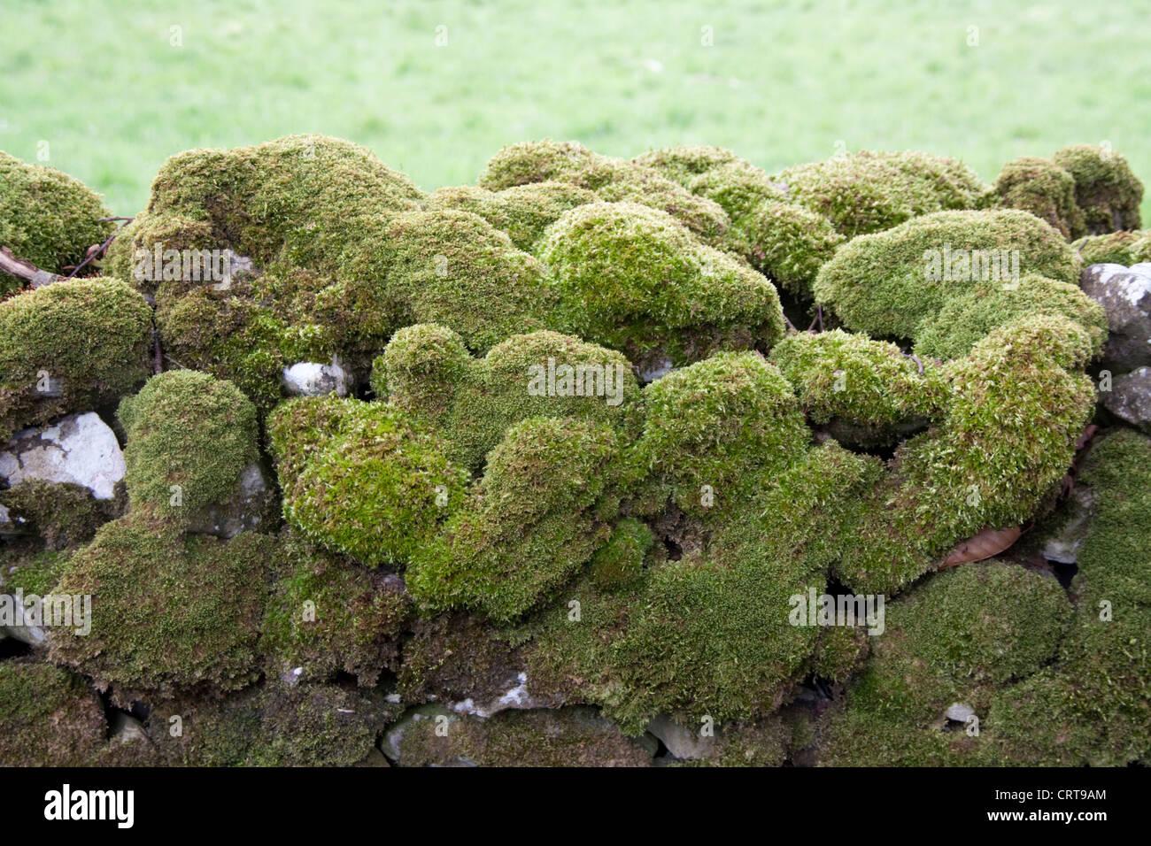 moss-on-dry-stone-wall-brachythecium-rutabulum-CRT9AM.jpg