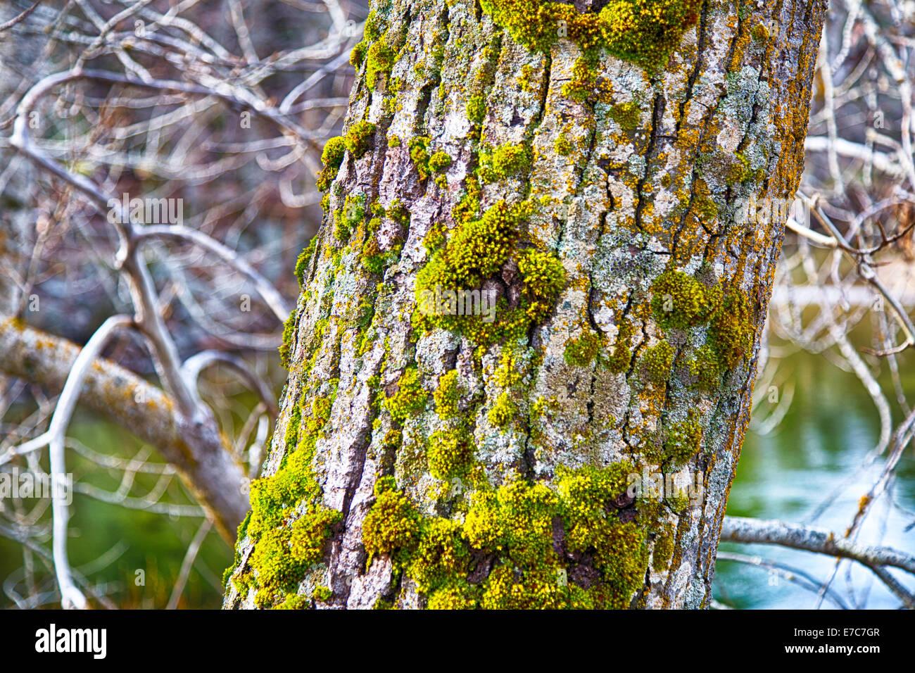 moss-on-the-bark-of-an-evergreen-tree-in-yosemite-national-park-california-E7C7GR.jpg