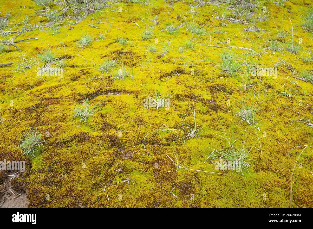 moss-on-the-wet-ground-in-a-semi-desert-environment-peninsula-valdes-patagonia-argentina-2K6200M.jpg