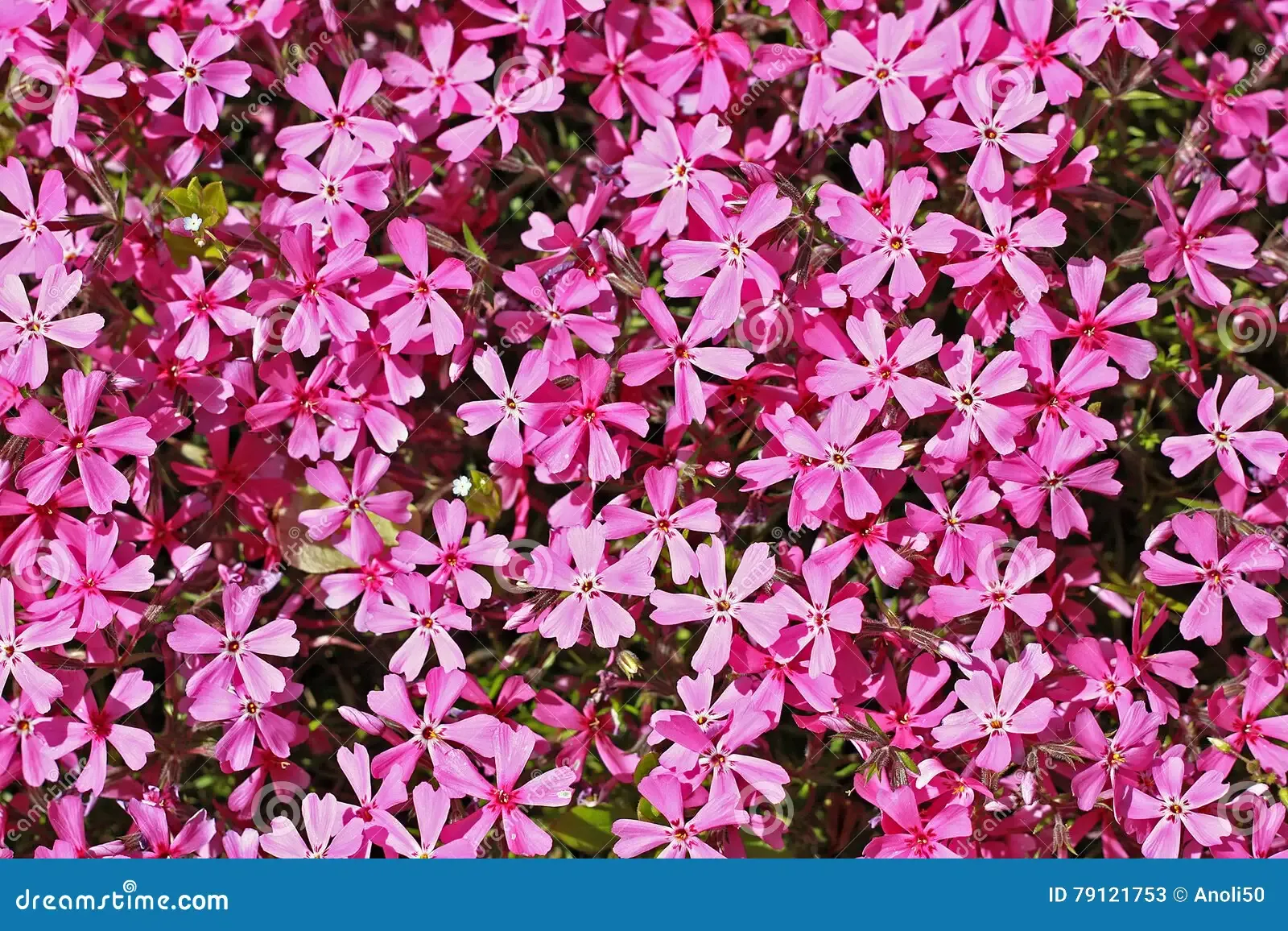 moss-phlox-phlox-subulata-mountain-creeping-pink-evergreen-perennial-forming-mats-cushions-79121753.jpg