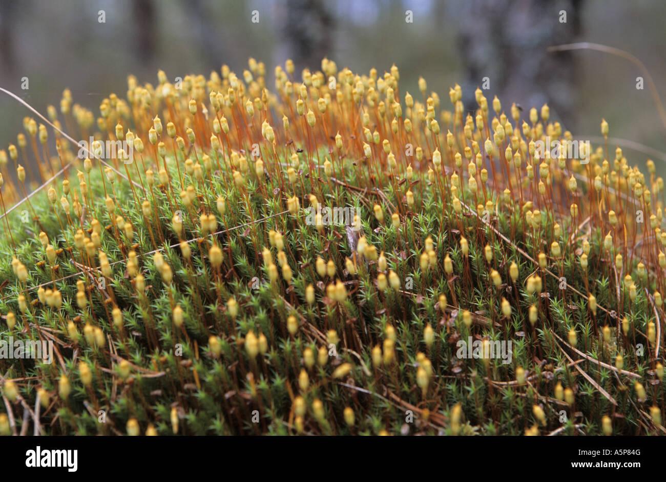 moss-polytrichum-in-close-up-A5P84G.jpg