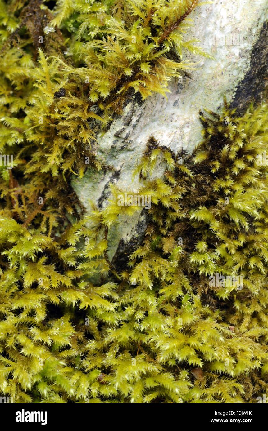 moss-possibly-brachythecium-rutabulum-growing-on-wall-at-coleton-fishacre-FDJWH0.jpg