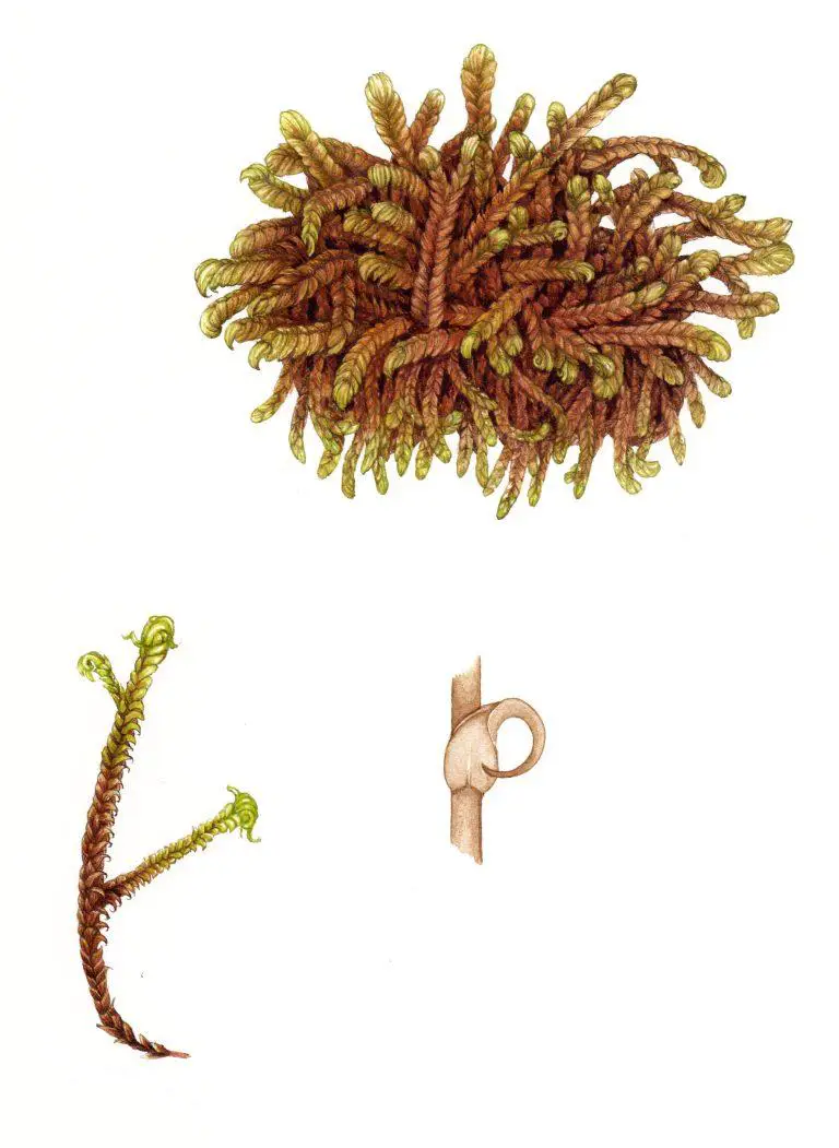 moss-rusty-hook-moss-scorpidium-revolvens-768x1051.jpg