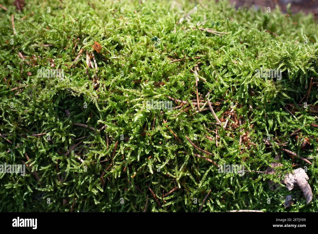 moss-selaginella-kraussiana-kunze-a-braun-grows-in-the-forest-2ETJY09.jpg