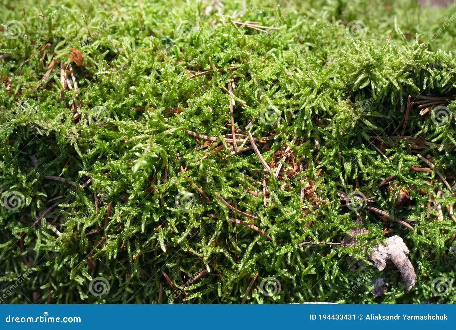moss-selaginella-kraussiana-kunze-braun-grows-forest-moss-selaginella-kraussiana-kunze-braun-grows-forest-194433431.jpg