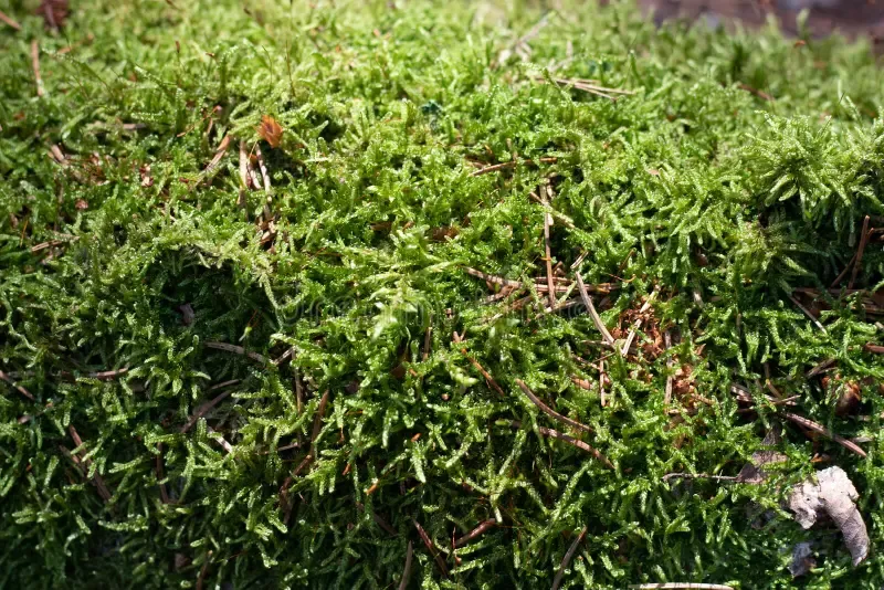 moss-selaginella-kraussiana-kunze-braun-grows-forest-moss-selaginella-kraussiana-kunze-braun-grows-forest-194433465.jpg