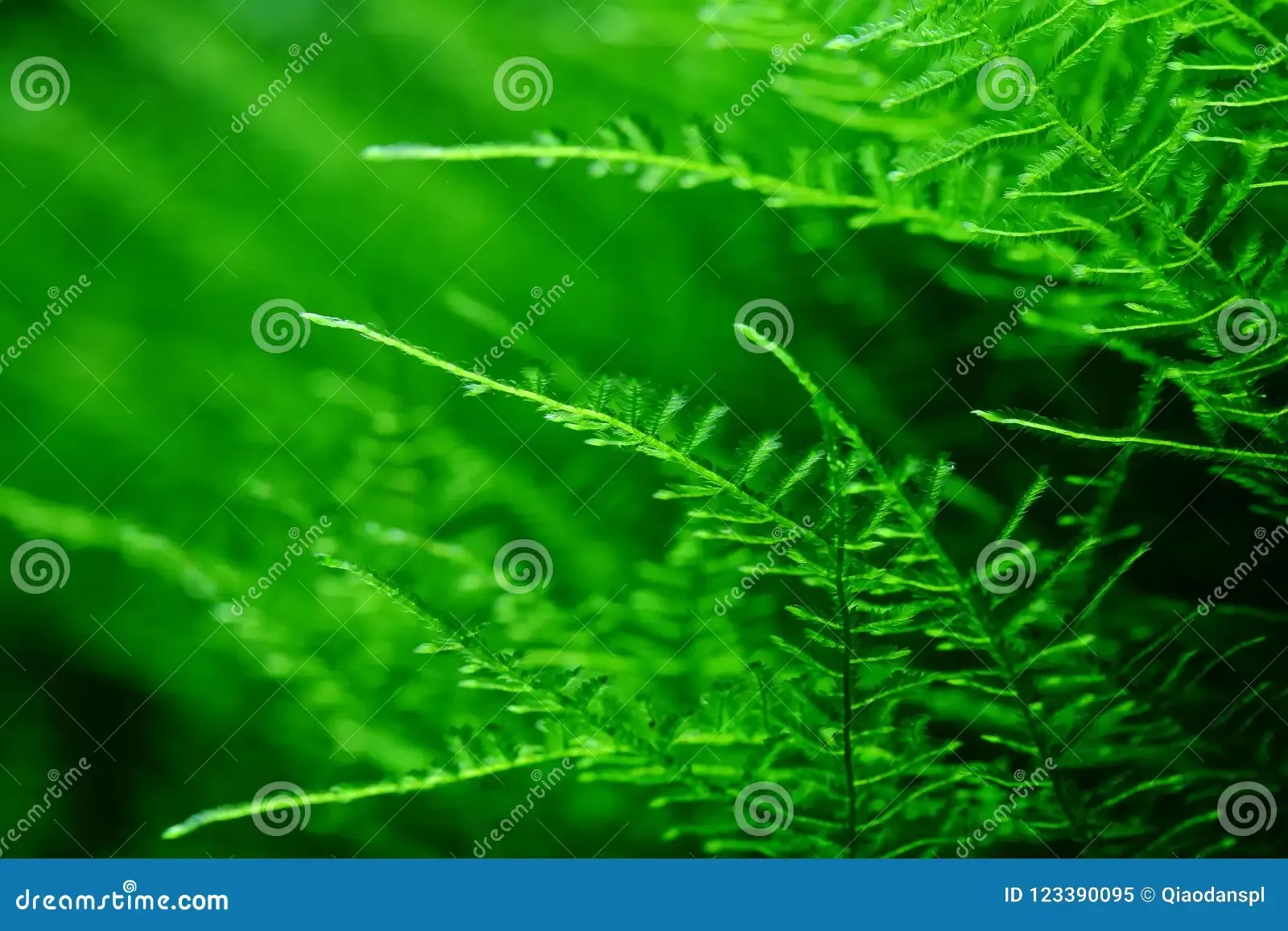 moss-soft-like-velvet-moss-lichen-muscus-musci-aquatic-waterweeds-water-grass-water-plants-aquatic-plant-moss-lichen-muscus-123390095.jpg