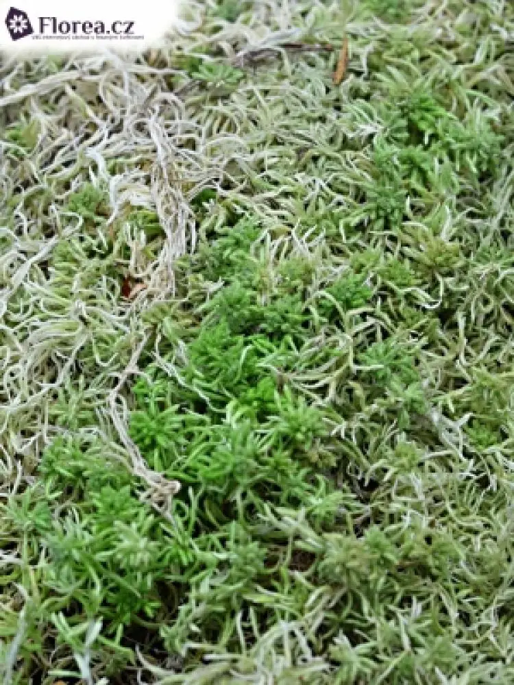 moss-sphagnum-ozk3t.jpg