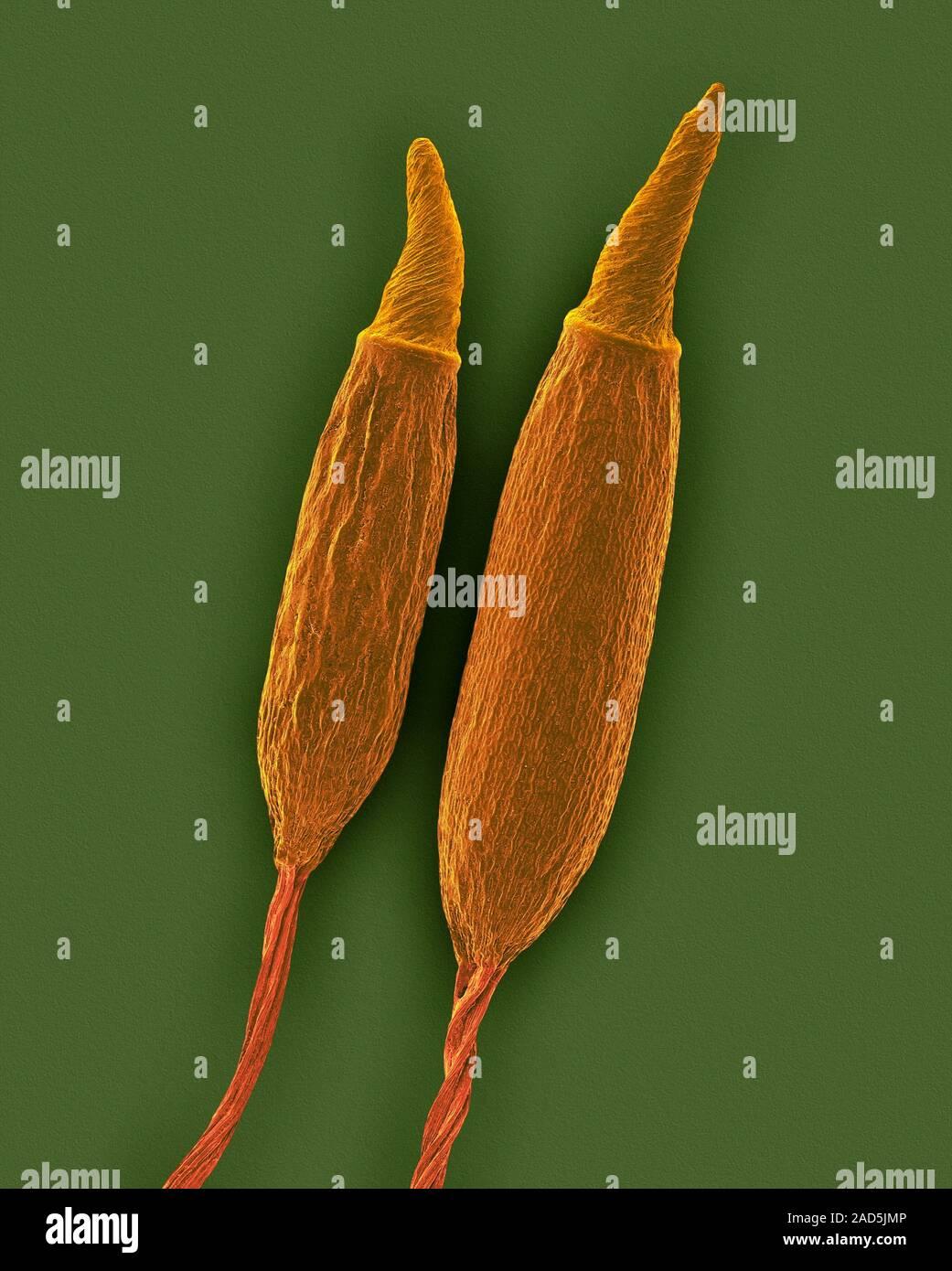 moss-spore-capsule-with-operculum-pyrrhobryum-spiniforme-coloured-scanning-electron-micrograph-sem-mosses-primarily-reproduce-asexually-by-means-2AD5JMP.jpg