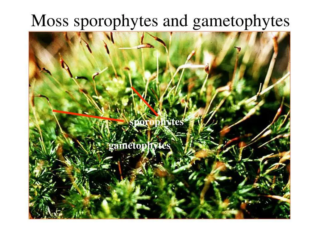 moss-sporophytes-and-gametophytes-l.jpg
