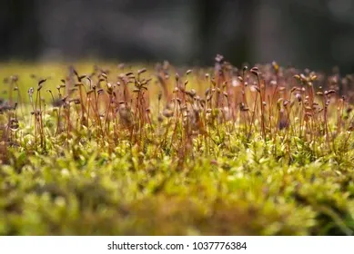 moss-starts-grow-on-wooden-260nw-1037776384.jpg