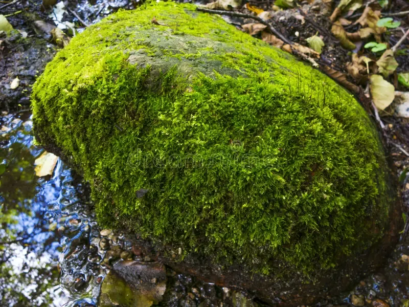 moss-stone-covered-near-creek-woods-33942052.jpg