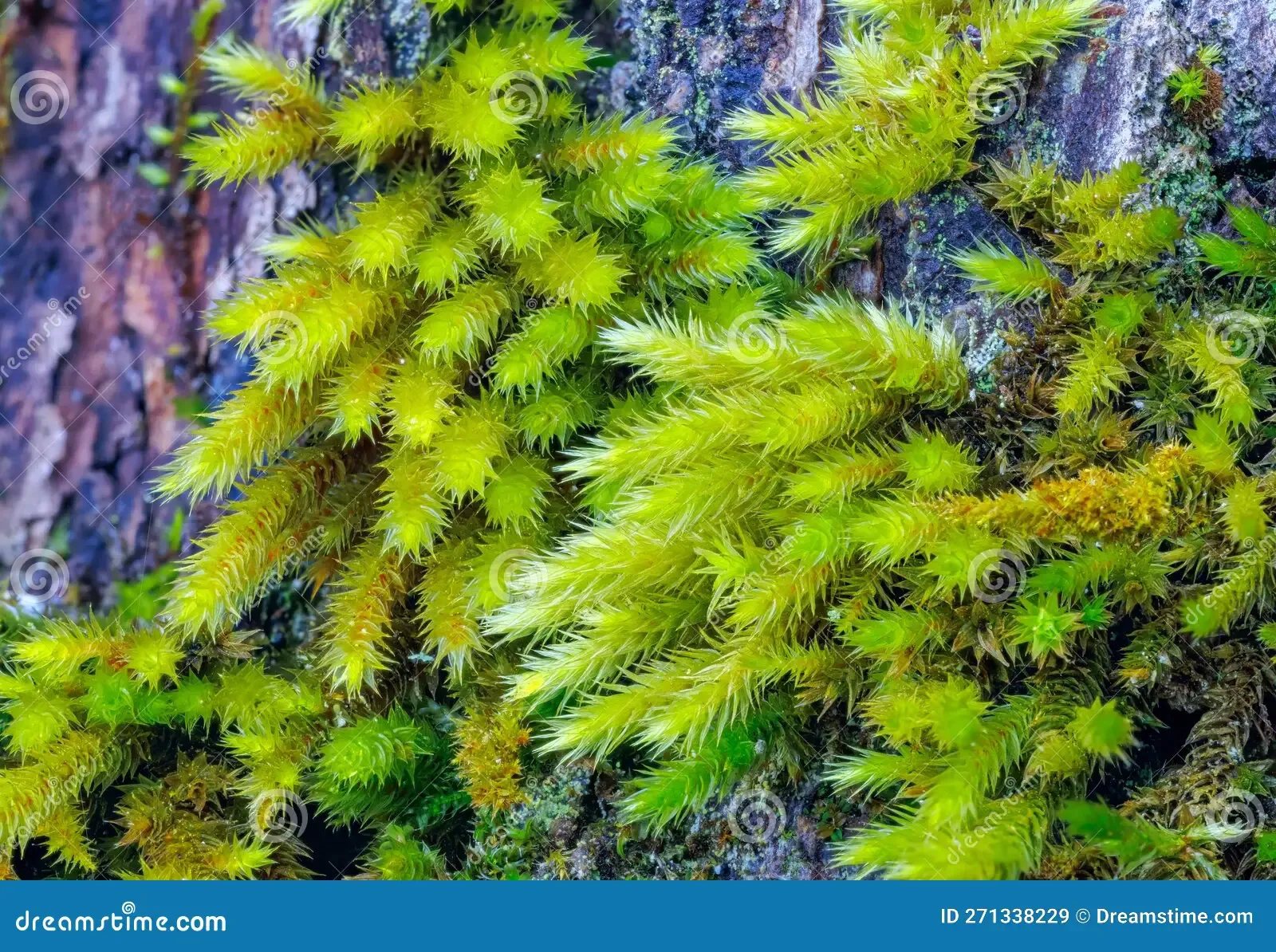 moss-texture-fresh-green-sharp-271338229.jpg