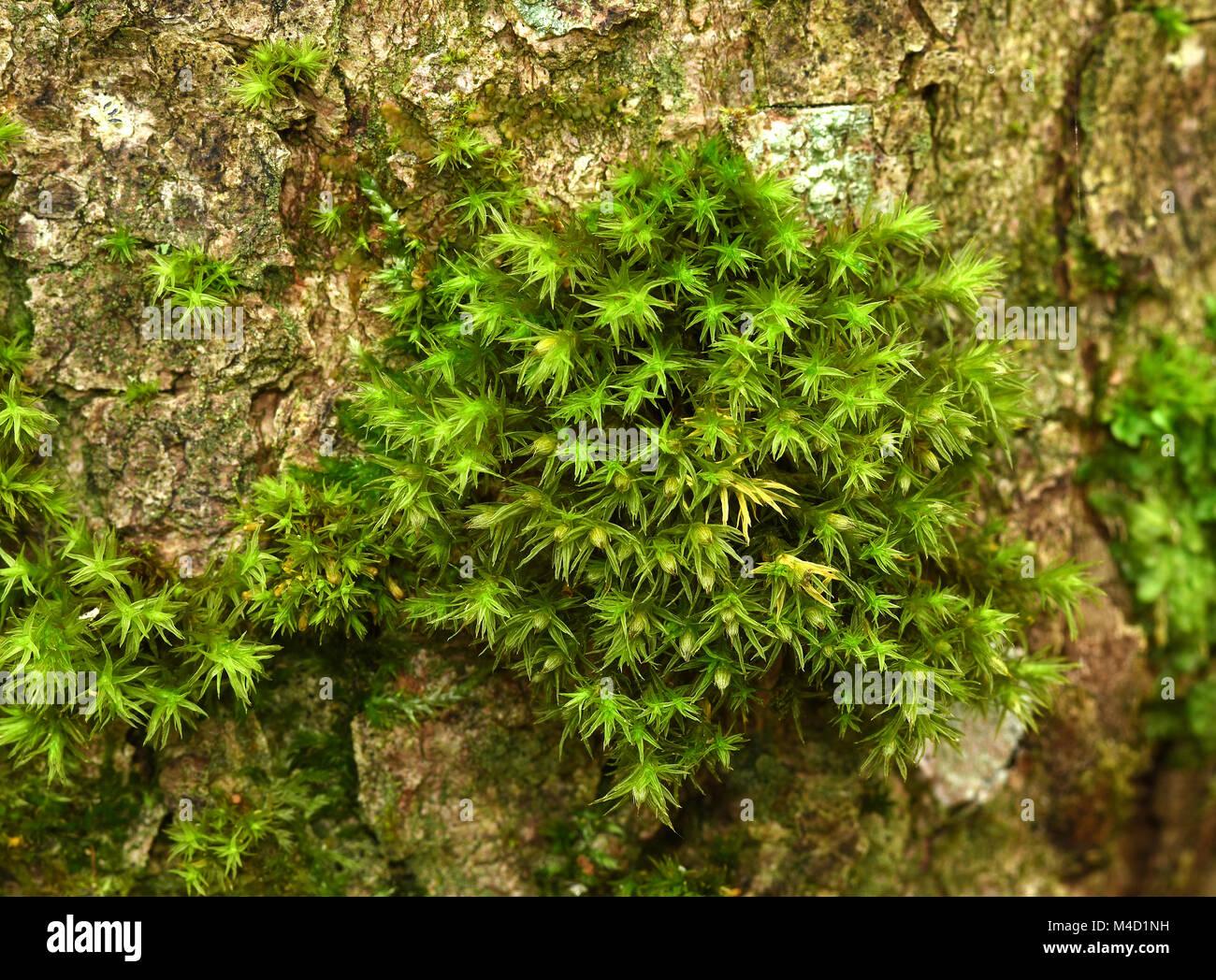 moss-tree-trunk-moss-at-tree-trunk-orthotrichum-obtusifolium-M4D1NH.jpg