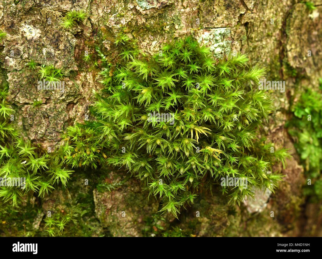 moss-tronco-de-arbol-moss-en-el-tronco-del-arbol-orthotrichum-obtusifolium-m4d1nh.jpg