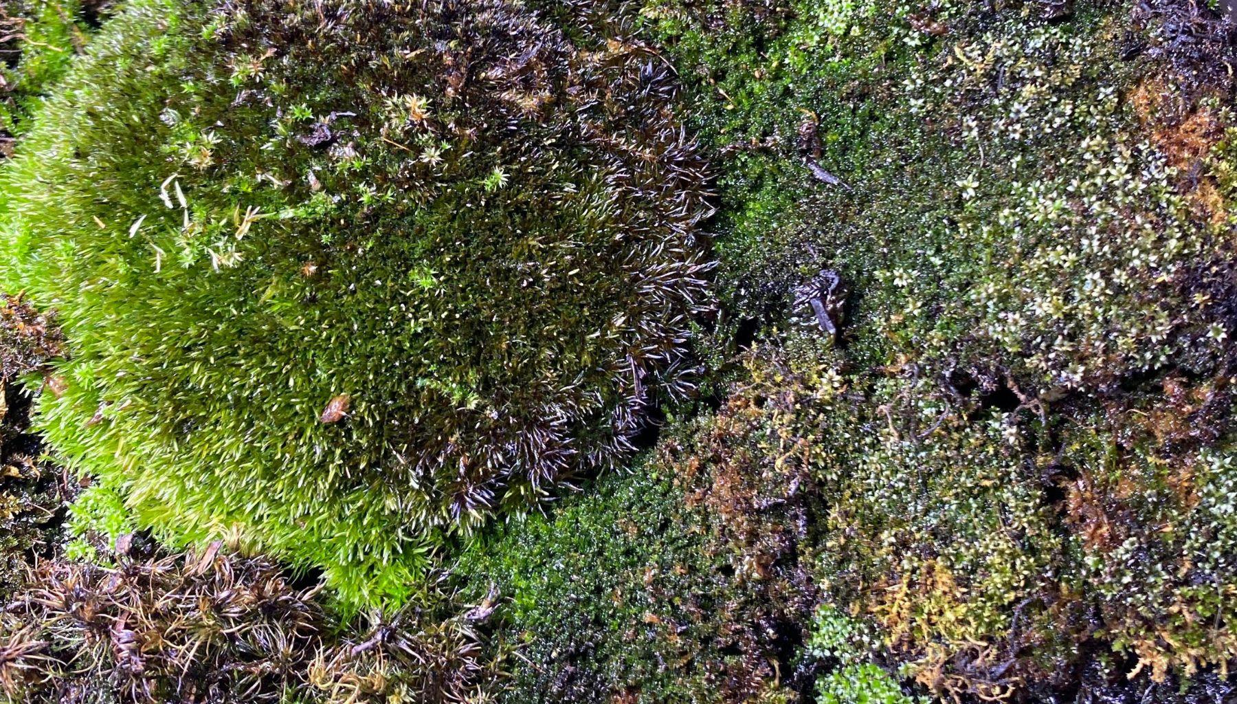 moss-turning-black.jpg