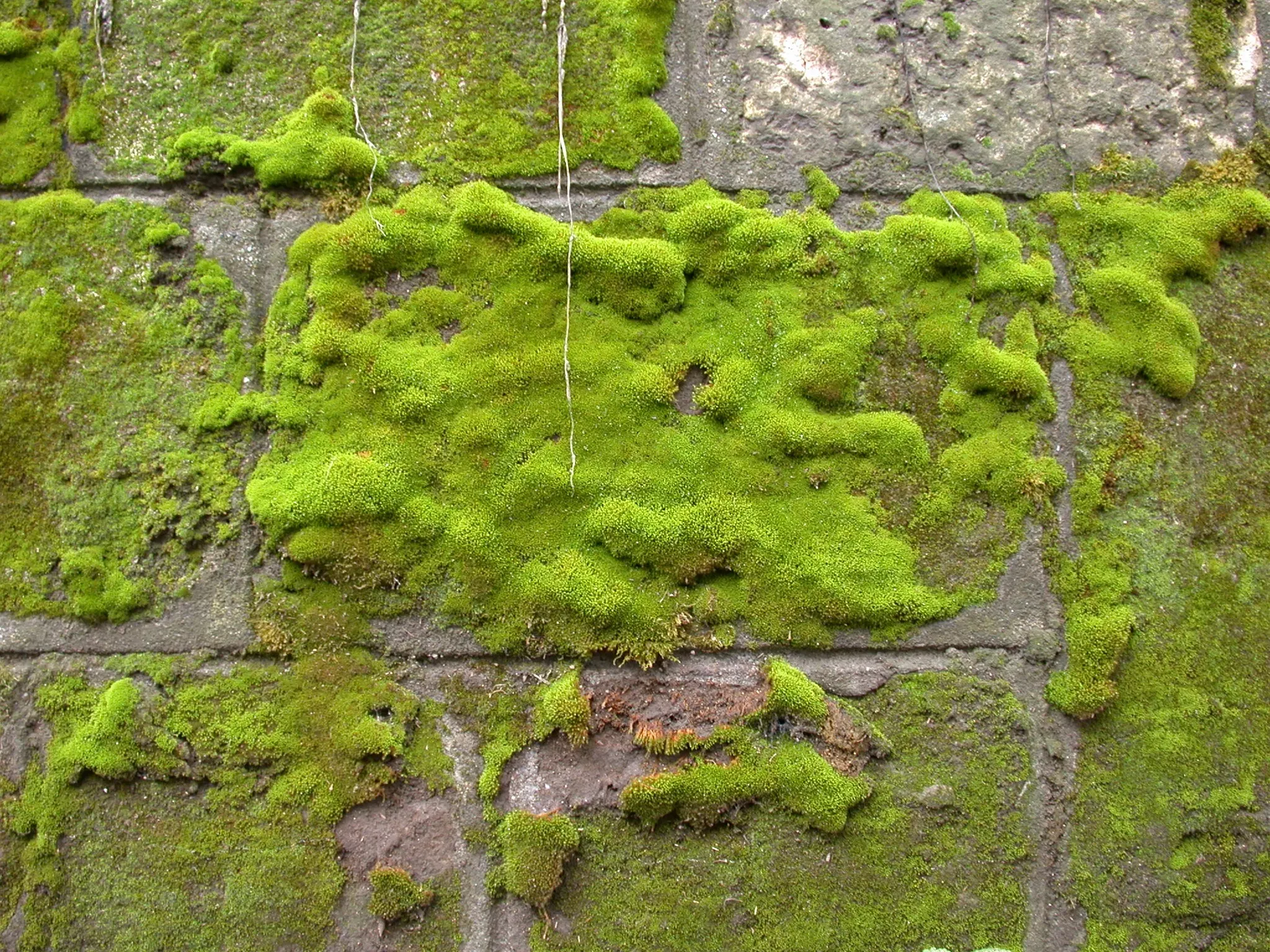 moss-wall-green-stockpack-pixabay.jpg