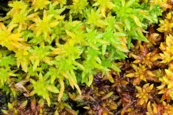 moss.jpg