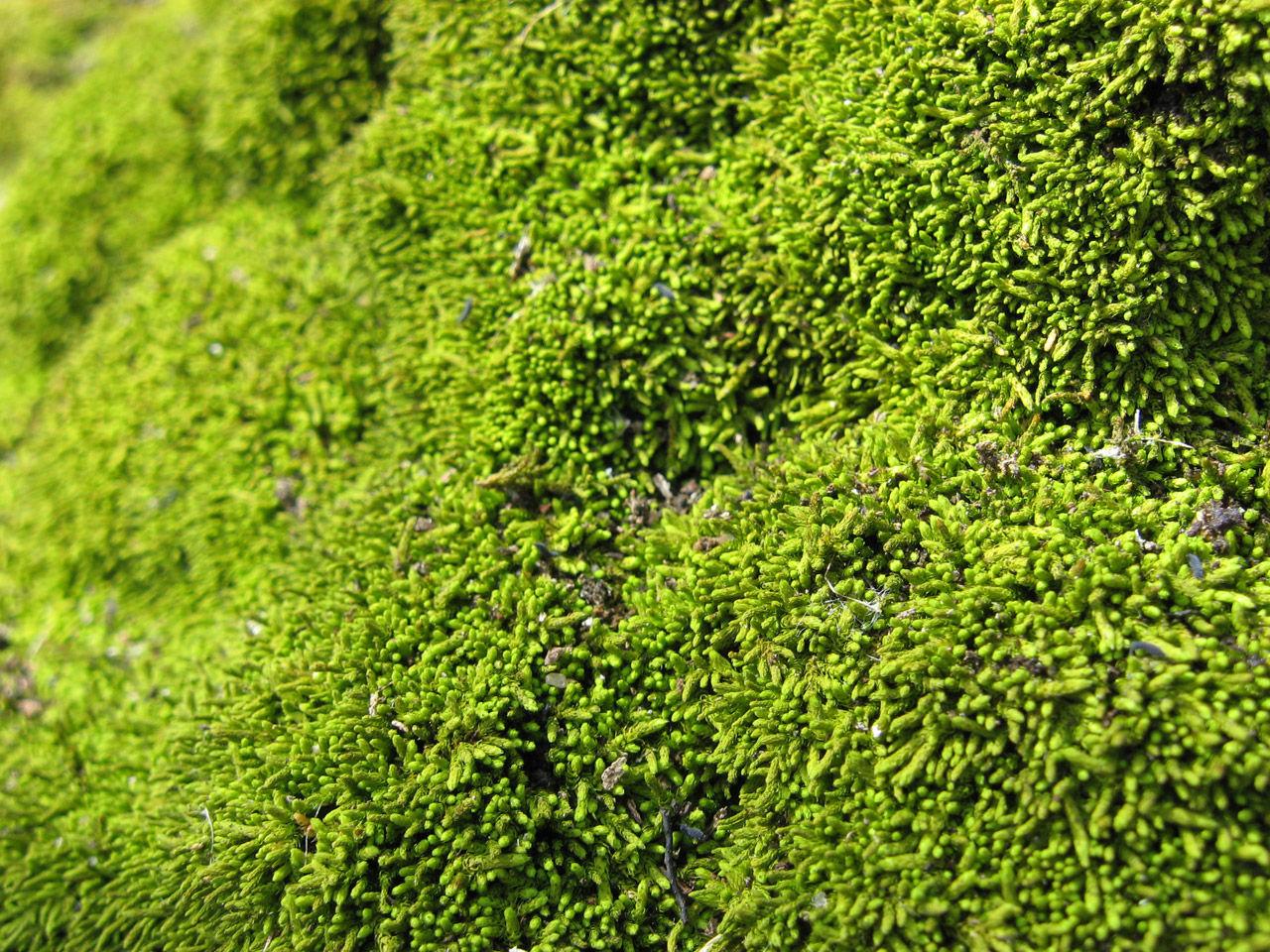 moss01a.jpg