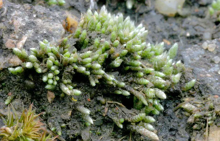 moss_Bryum_argenteum_rs_c.jpg