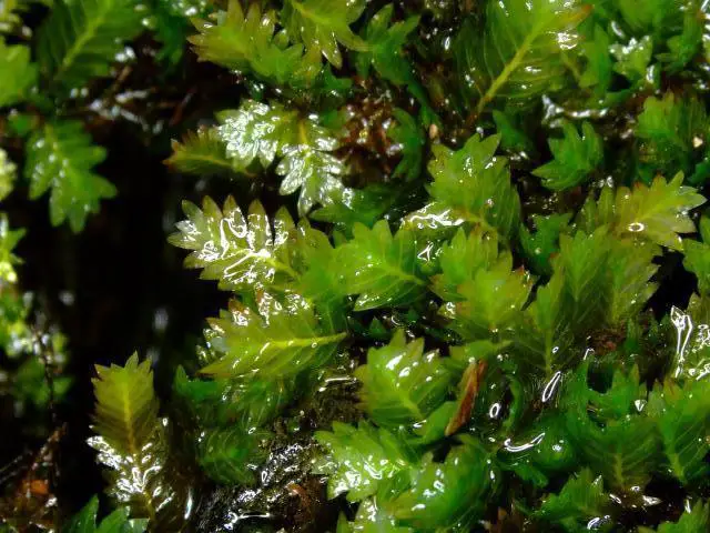 moss_fissidens_species_10-03-06_2.jpg