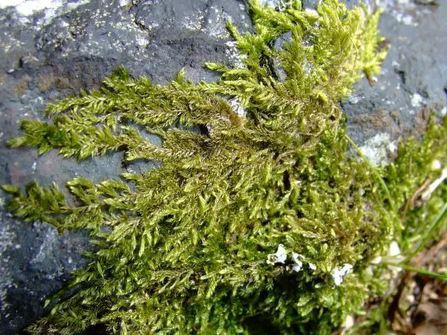 moss_hypnum_cupressiforme_02-06.jpg