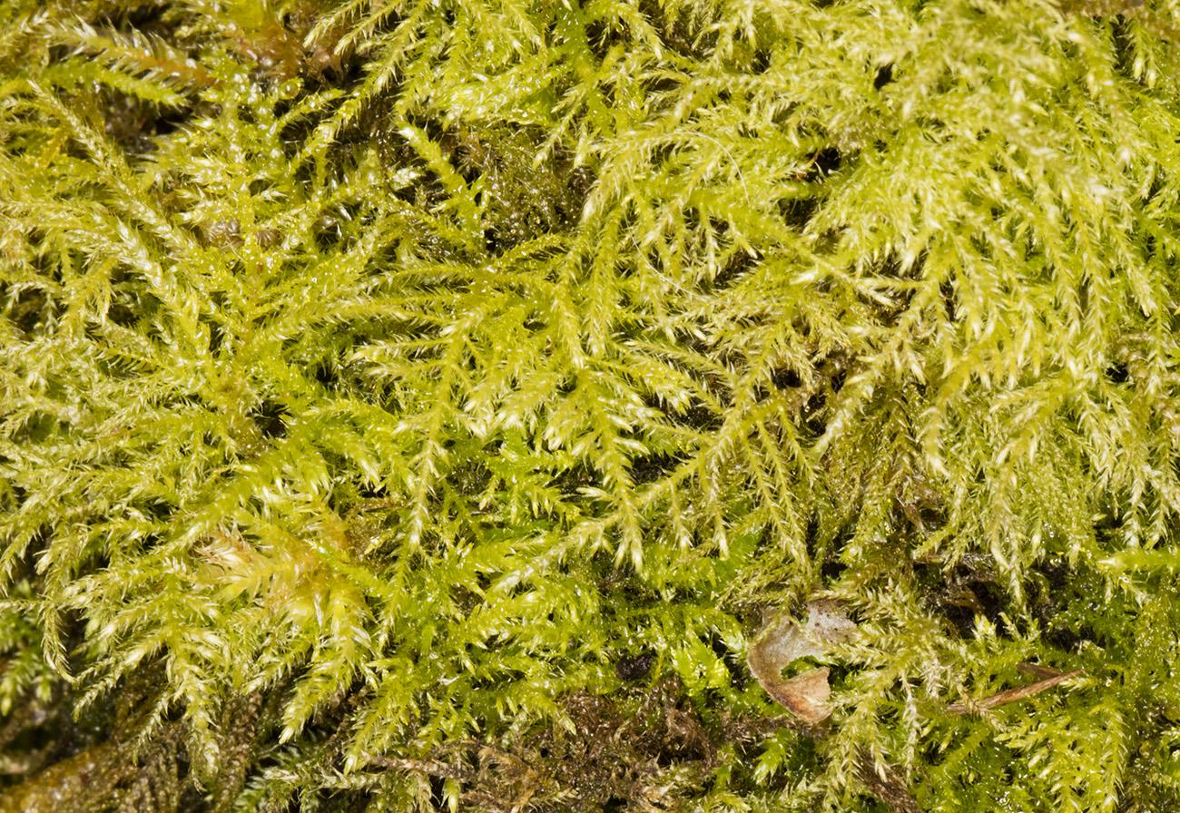 moss_kindbergia_praelonga_2016.03.03_a.jpg