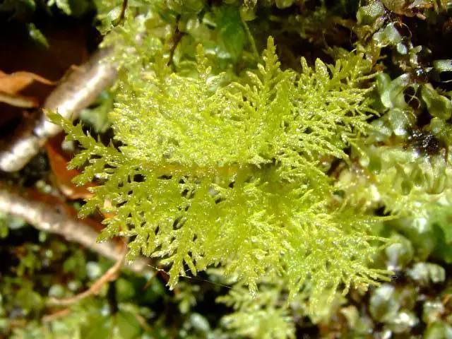 moss_thuidium_tamariscinum_06-03-06.jpg