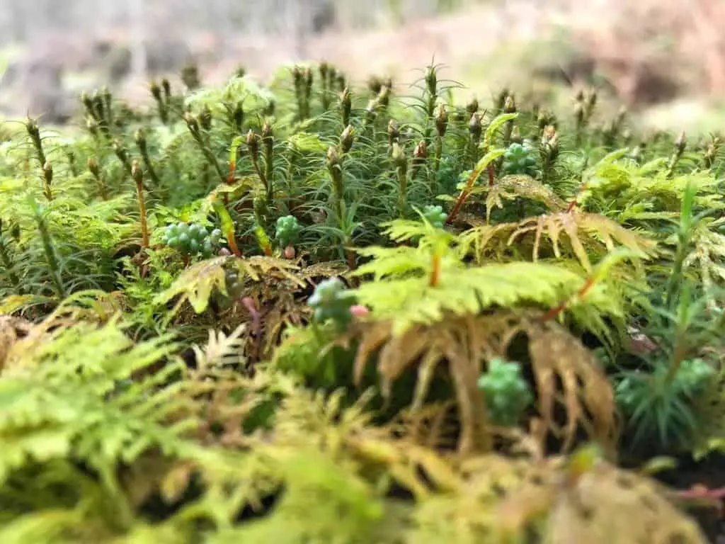 moss_with_microscopes1.jpg