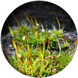 mosses-blog-post-feature-image-round.jpg