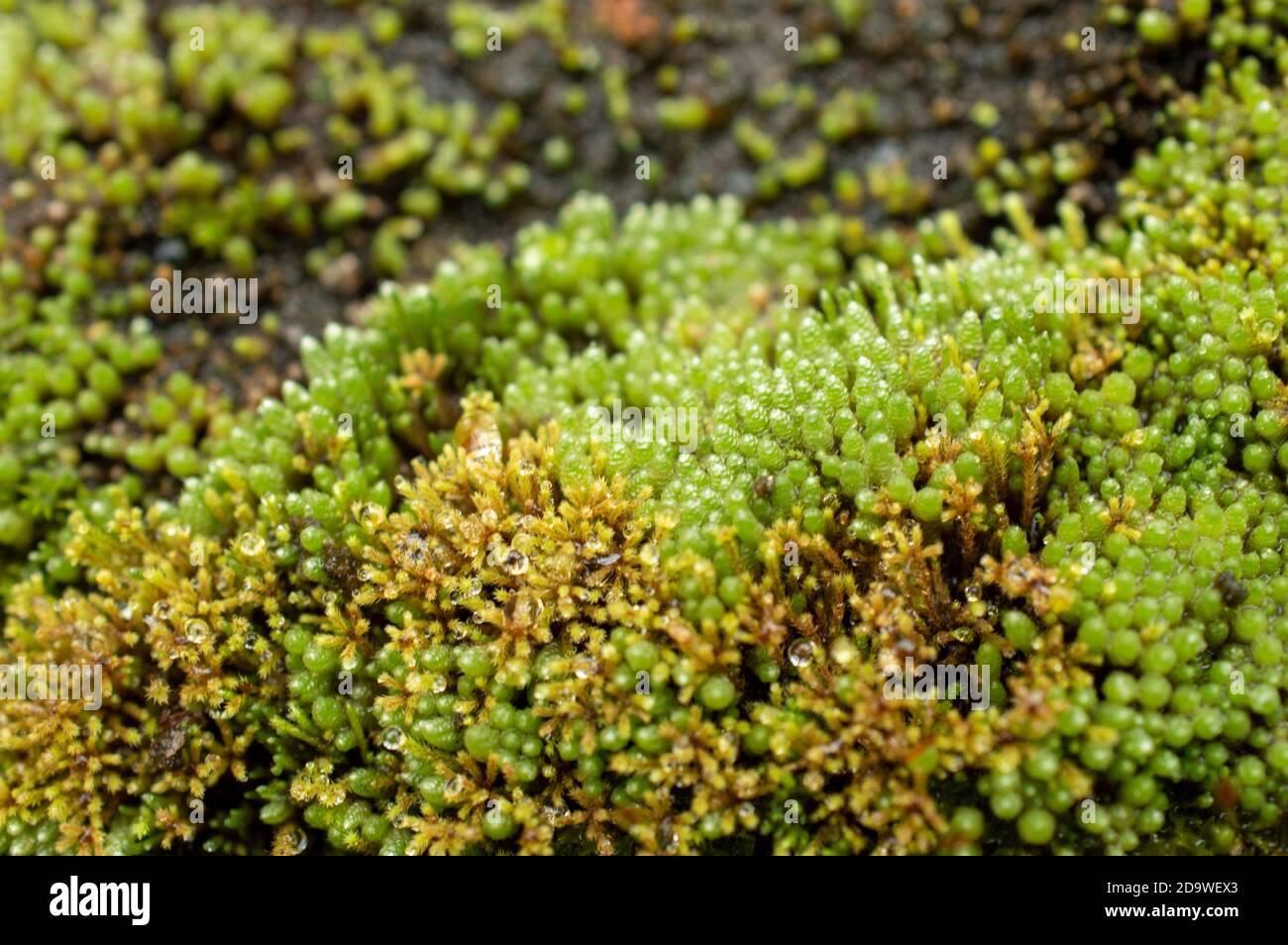 mosses-or-the-taxonomic-division-bryophyta-are-small-non-vascular-flowerless-plants-that-typically-form-dense-green-clumps-or-mats-2D9WEX3.jpg