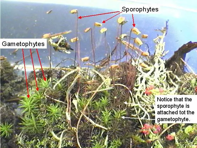 mossgametophytes.jpg