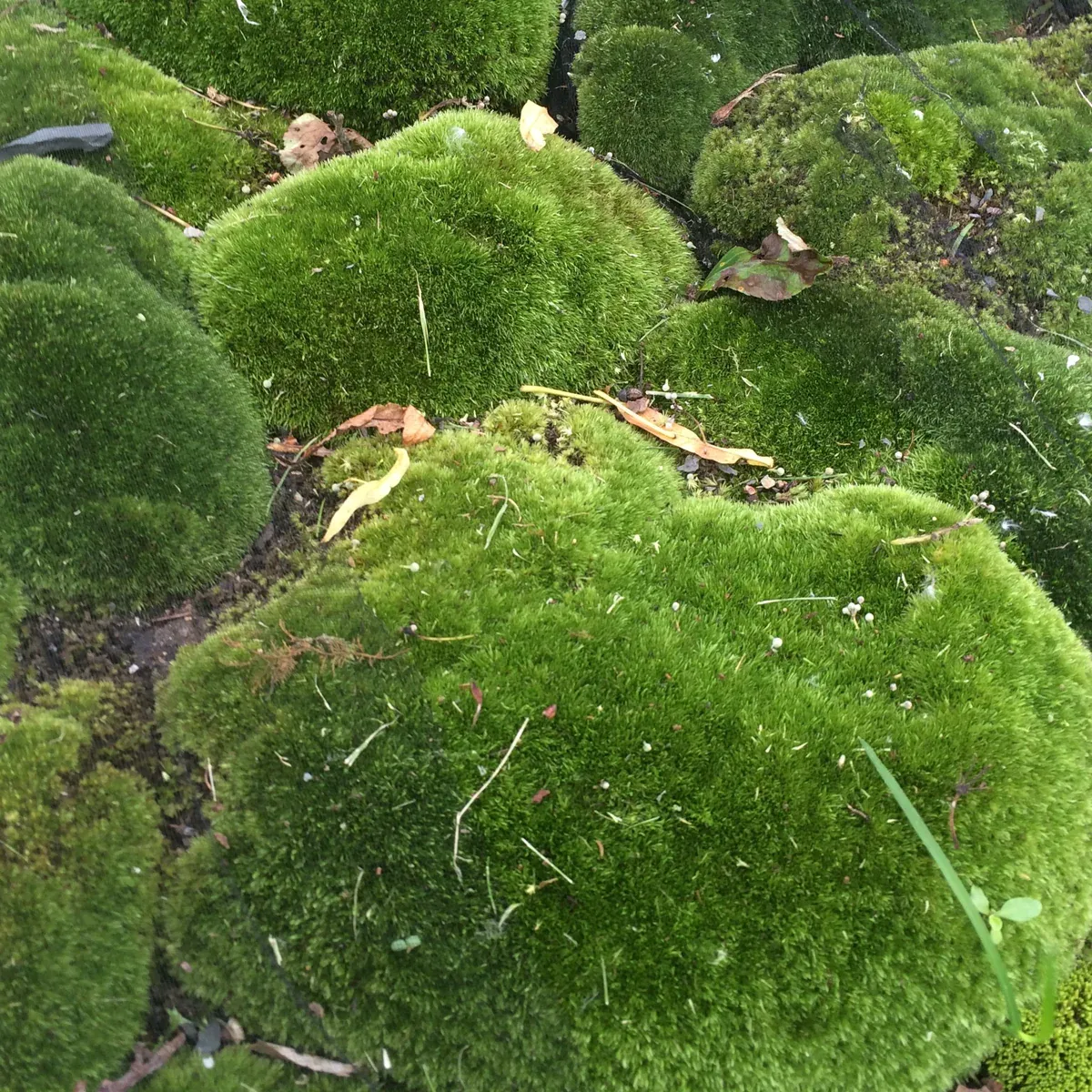 mossgarden07.10.2015_21_1200x1200.jpg