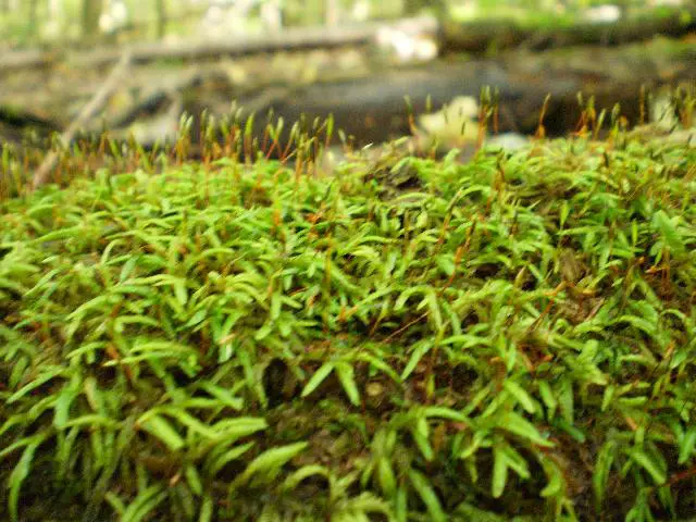 moss+specimen+VI.jpg