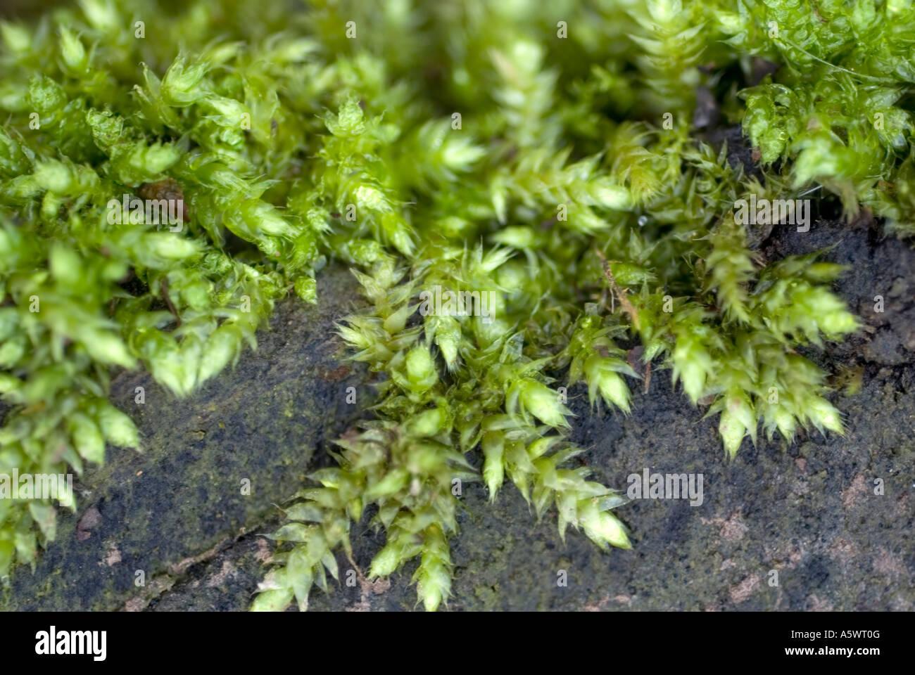 mossy-club-moss-selaginella-kraussiana-growing-on-a-log-A5WT0G.jpg