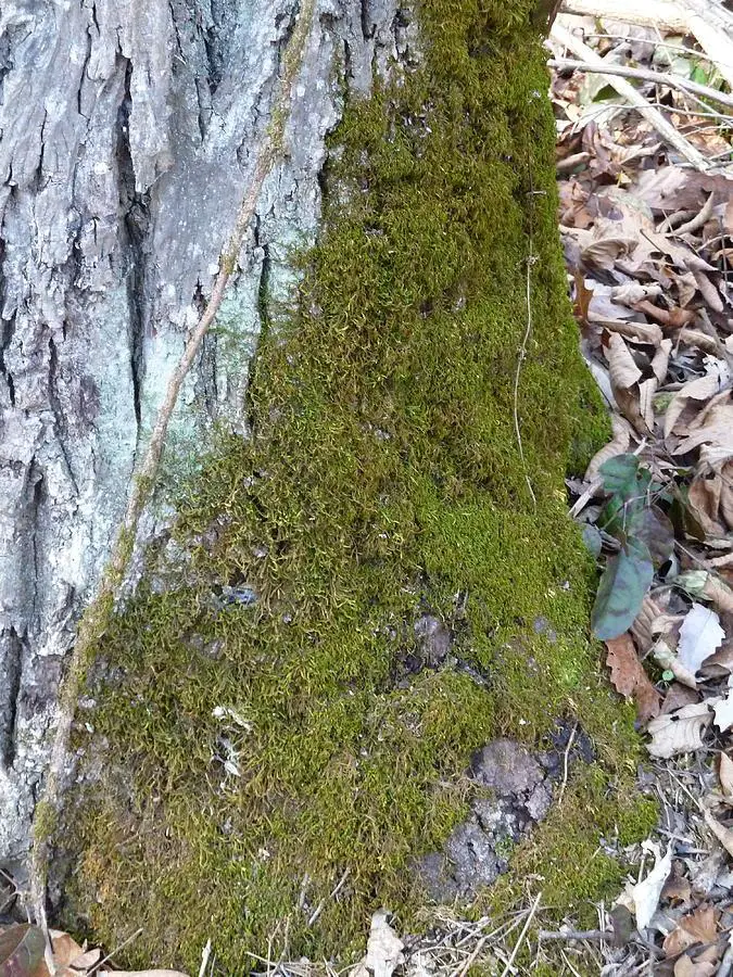 mossy-tree-in-kentucky-stevie-jaeger.jpg