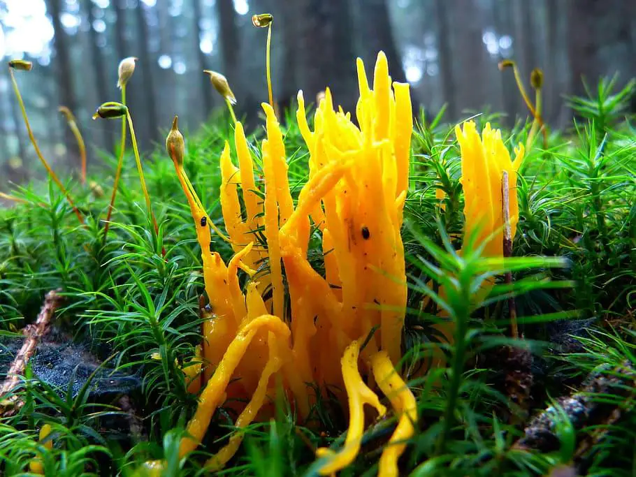 mushroom-goatee-coral-like-plant.jpg