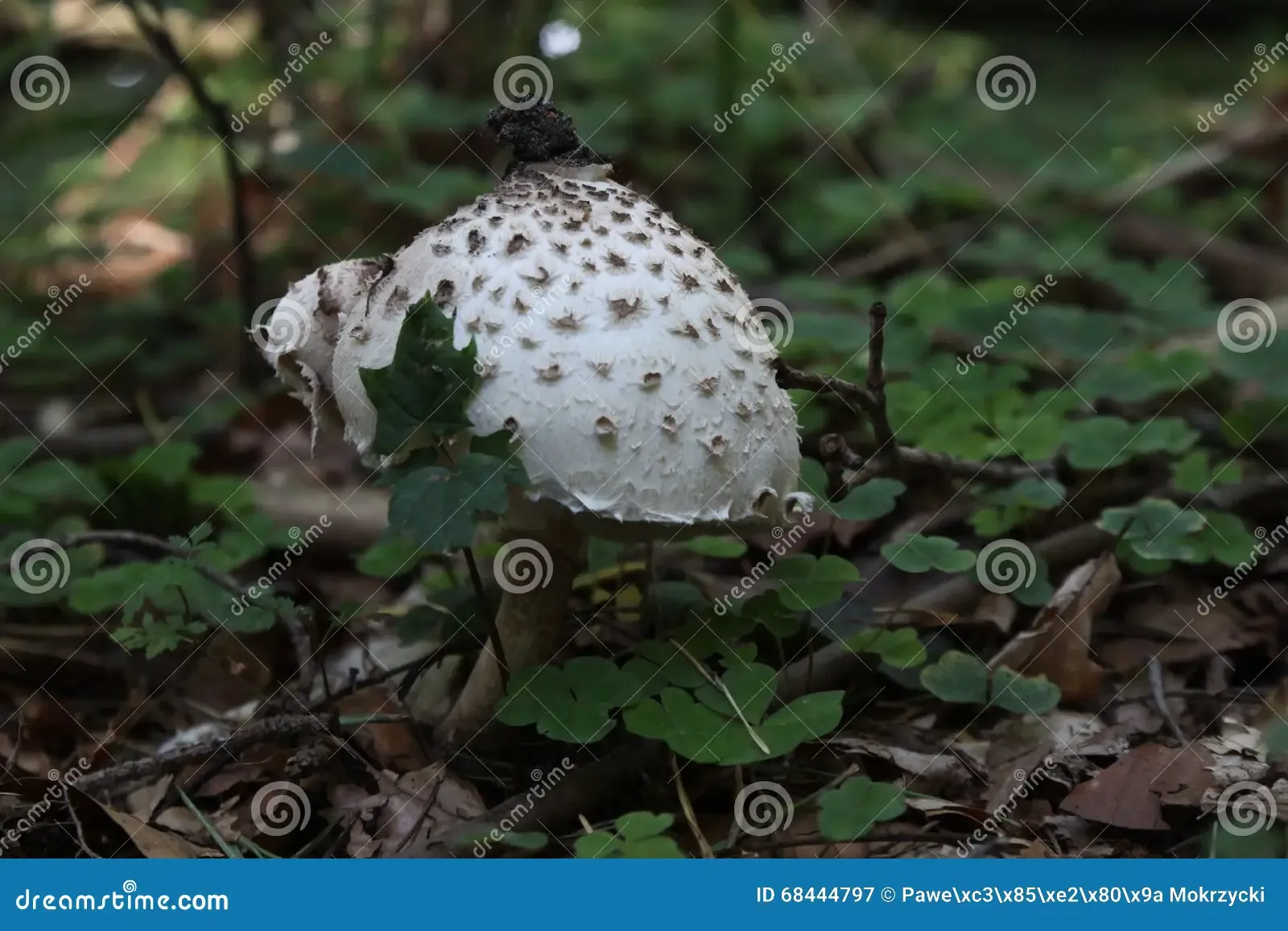 mushroom-macrolepiota-procera-grow-forest-68444797.jpg