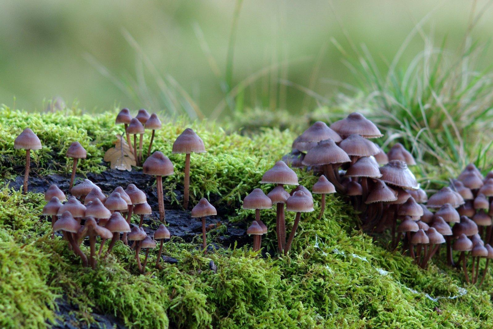 mushrooms-and-moss-1337001.jpg