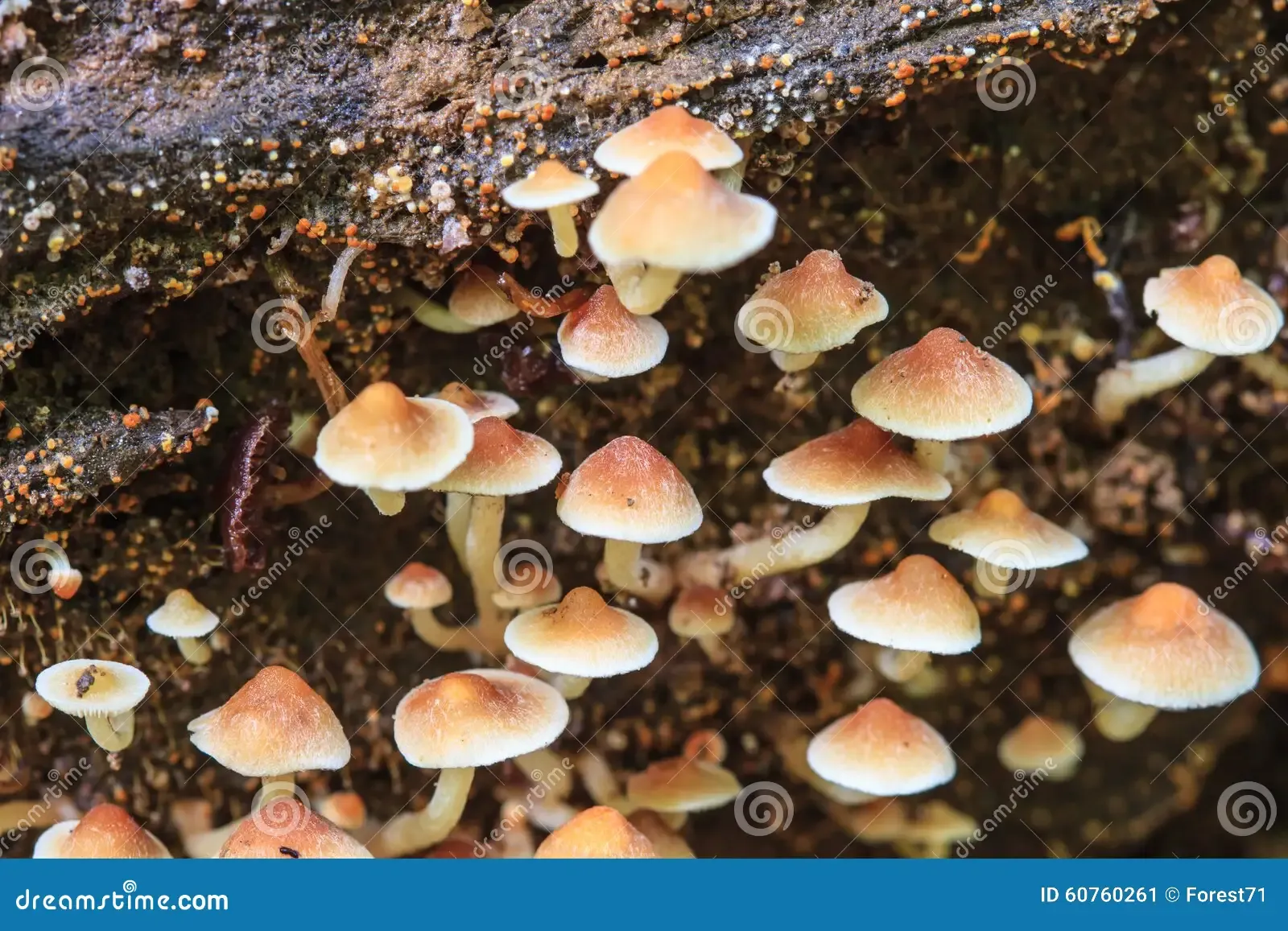 mushrooms-growing-live-tree-forest-close-up-mushroom-deep-thailand-60760261.jpg