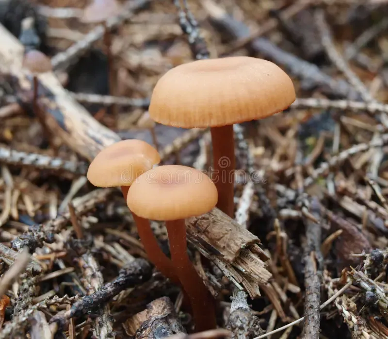 mushrooms-southern-bohemia-czech-republic-44441819.jpg