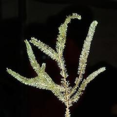 neckeropsis-lepineana-02a.240x240-u1i1s1q90f1.jpg